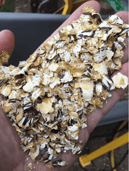 Alimentation - Aplatisseur à grains - Aplatisseur floconneur AP85
