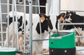 Abreuvement - Abreuvoirs et accessoires - Abreuvoir antigel électrique LAKCHO 2